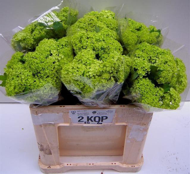 <h4>VIBURNUM ROSEUM ST</h4>