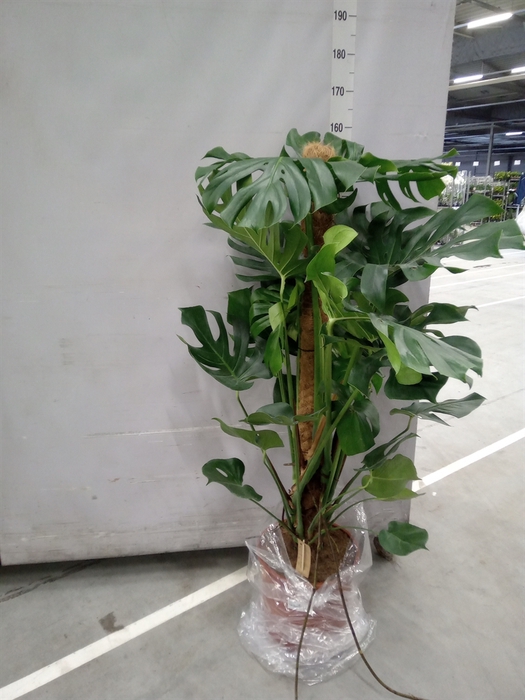 <h4>Monstera delic.</h4>