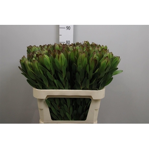 Leucadendron Goldstrike