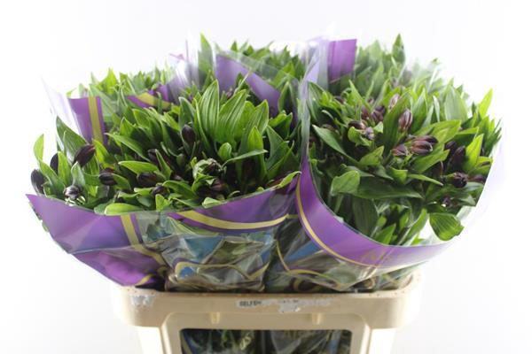 <h4>Alstr Rumba (rood)</h4>