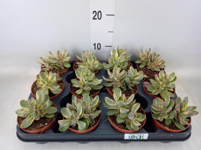 <h4>Crassula   ...</h4>