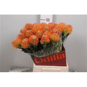 Leuco Ayoba Peach