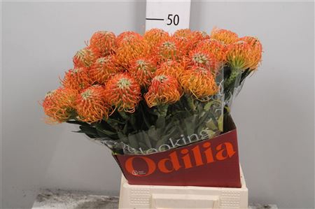 <h4>Leuco Ayoba Peach</h4>