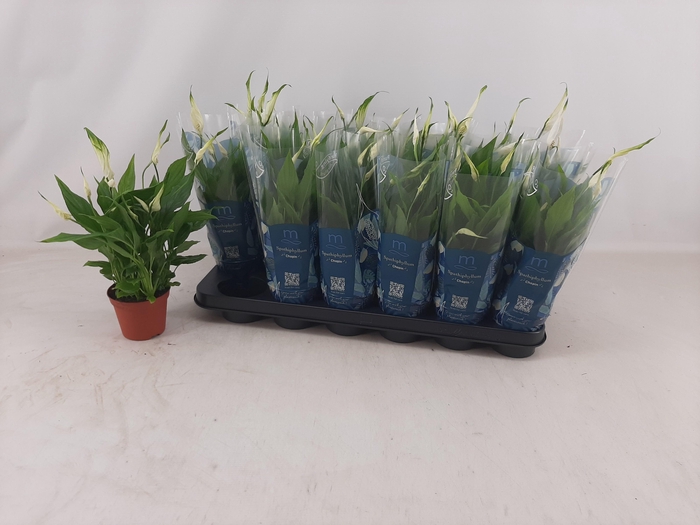 <h4>SPATH CHOPIN</h4>