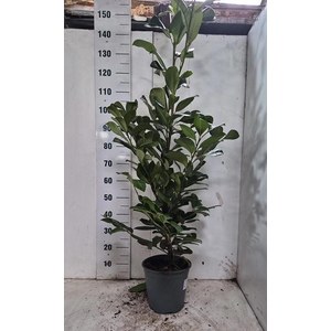 PRUN LA ROTUNDIFOLIA