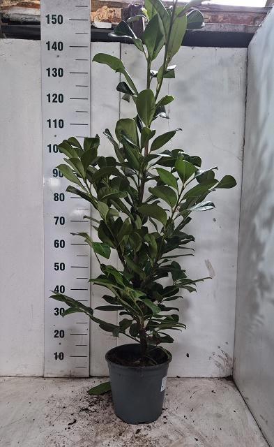 <h4>PRUN LA ROTUNDIFOLIA</h4>