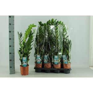 ZAMIO ZAMIIFOLIA P14
