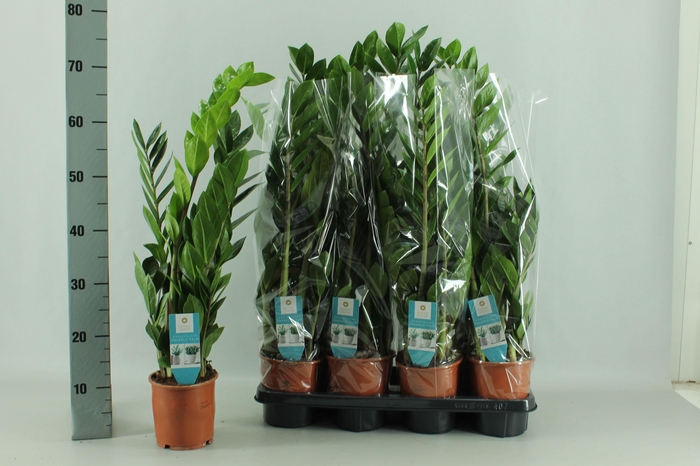 <h4>ZAMIO ZAMIIFOLIA</h4>