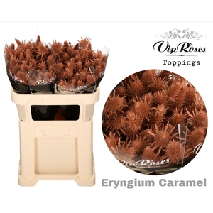 Eryngium Supernova Caramel 60cm