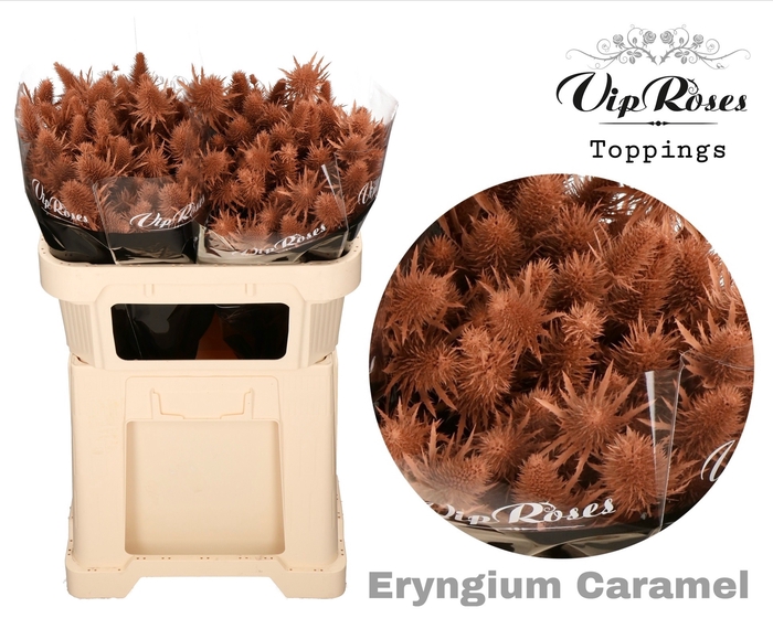 <h4>Eryngium Supernova Caramel 70cm</h4>
