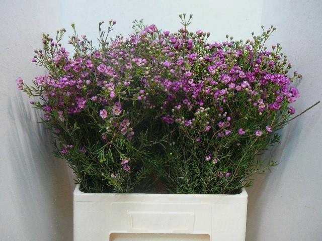 <h4>CHAME UN JUPITER</h4>