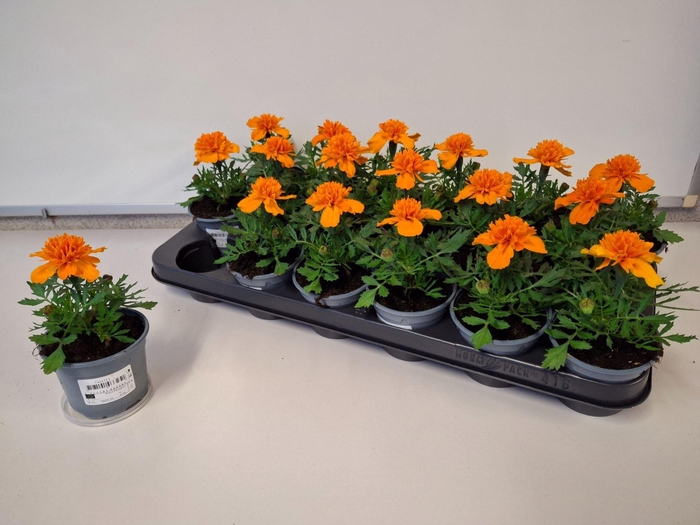 <h4>Tagetes over.</h4>