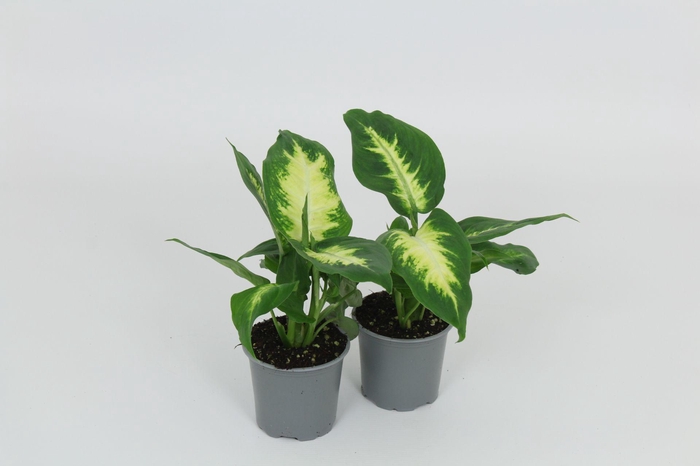 <h4>Dieffenbachia Camilla 8,5 cm</h4>
