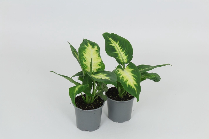 <h4>Dieffenbachia Camilla 8,5 cm</h4>