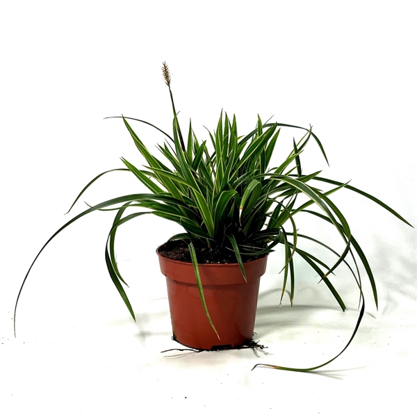 <h4>Carex 'Ice Dance' p12</h4>