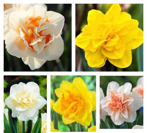 <h4>Narcissus Double Paradise Mix Small Box 100</h4>