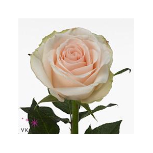 Rosa large high & bridal