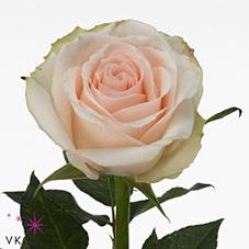 <h4>Rosa large high & bridal</h4>