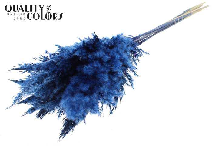 Pampas Grass 100cm 5st/bunch Dark Blue