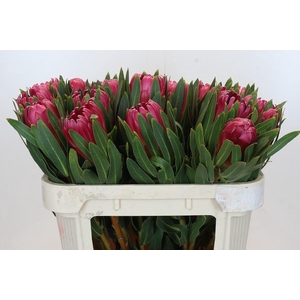 Protea Brenda