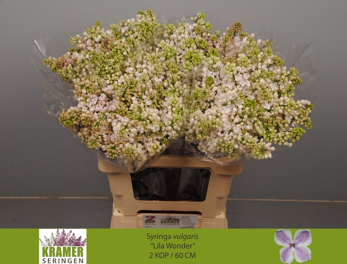 <h4>SYR V LILA WONDER</h4>