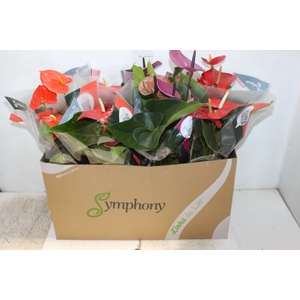 ANTHURIUM VARIADO P15