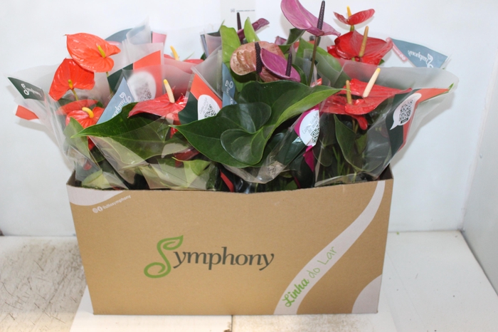 <h4>ANTHURIUM VARIADO P15</h4>