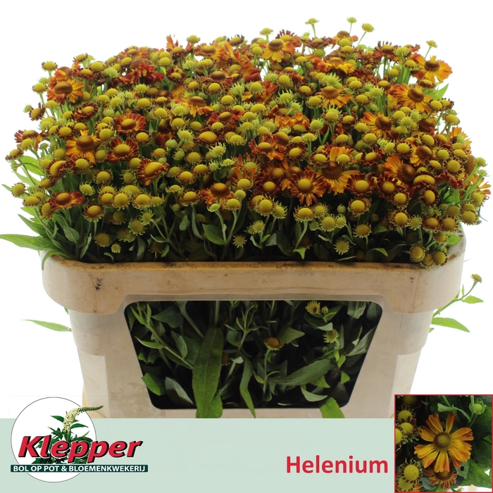 <h4>HELEN ORANGE BEAUTY</h4>