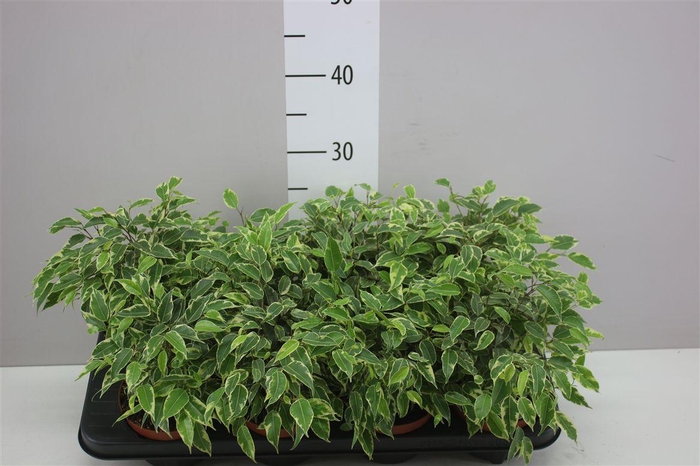 <h4>Ficus Kinky</h4>