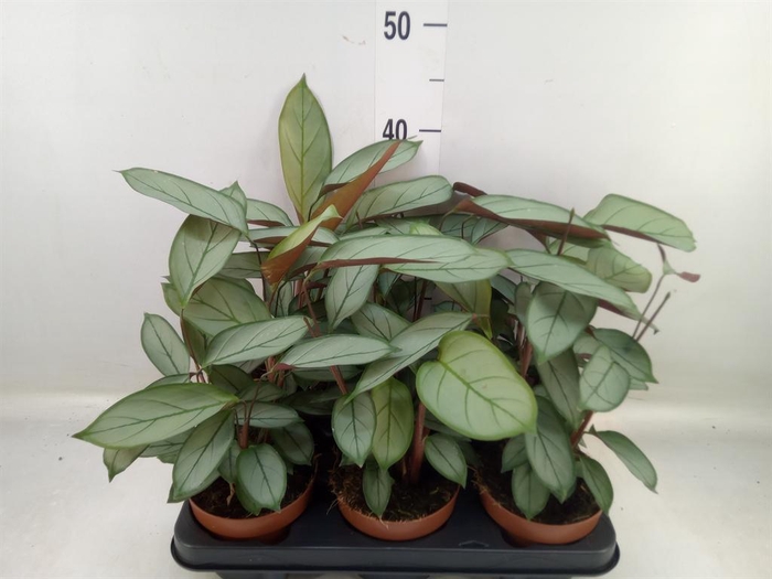 <h4>Ctenanthe   ...</h4>