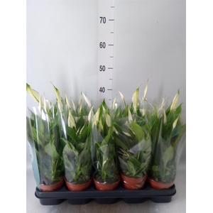 Spathiphyllum  'Bellini'