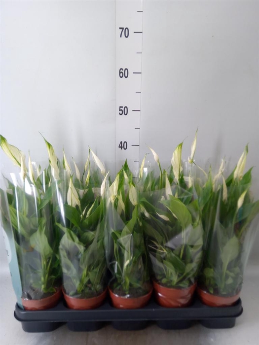 <h4>Spathiphyllum  'Bellini'</h4>