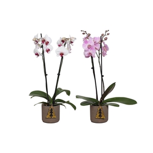 Betonpot p12 Joyce Phal mix 2T14+