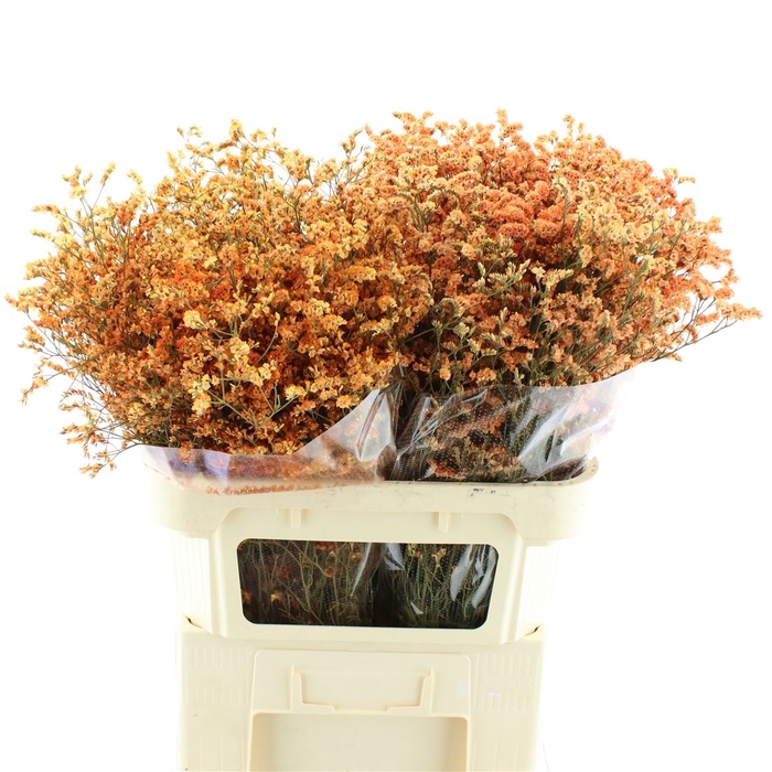 <h4>Limonium Max Diamond</h4>