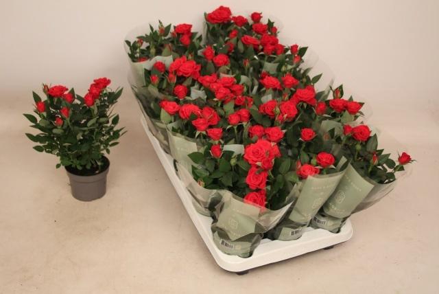 <h4>RO APACHE KORDANA</h4>