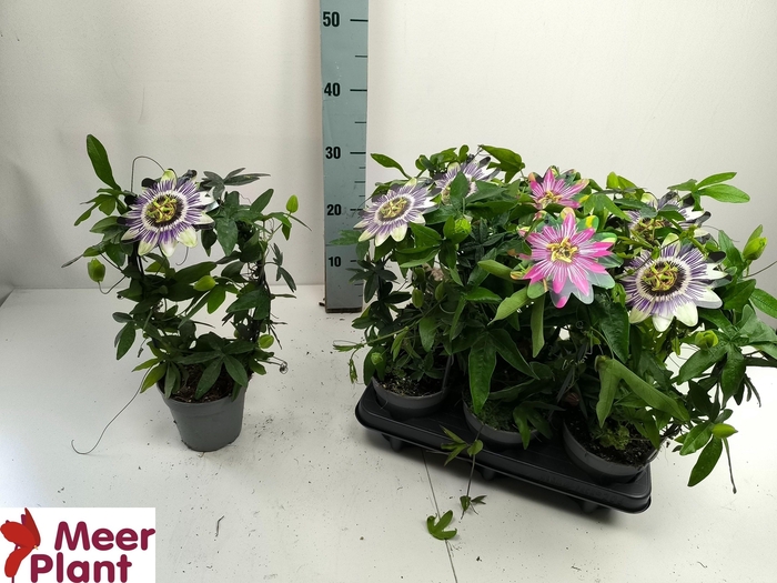 arr8 Pass Caerulea Mixtray