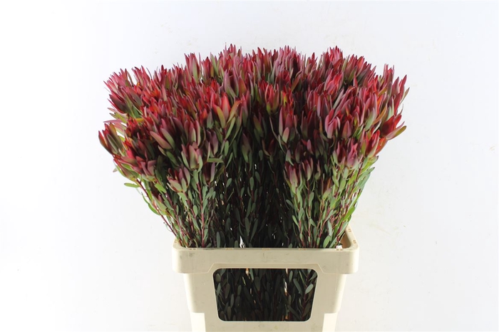 <h4>Leucad Sal Blush Ex</h4>