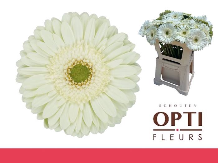 <h4>GE GR MINT-Water</h4>