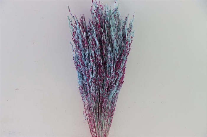 Dried Artz Rice Grass Rubens Bunch