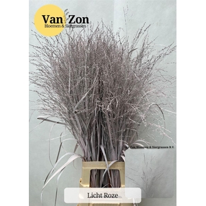 Siergras Panicum Kbh Light Pink