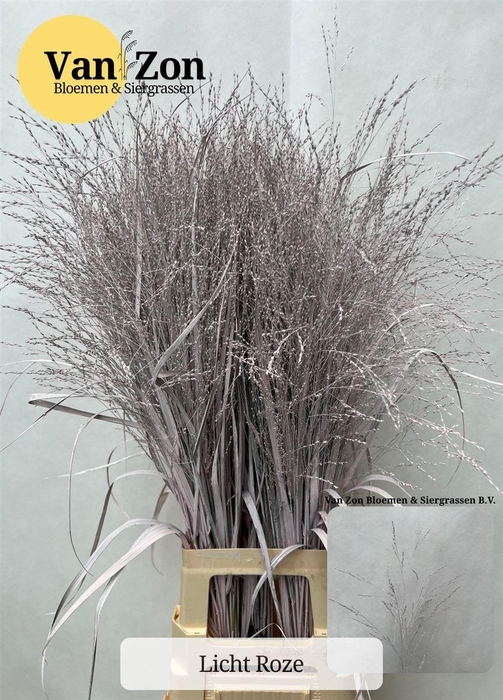 <h4>Siergras Panicum Kbh Light Pink</h4>