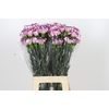 Dianthus St Damascus