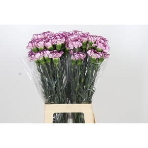 Dianthus St Damascus