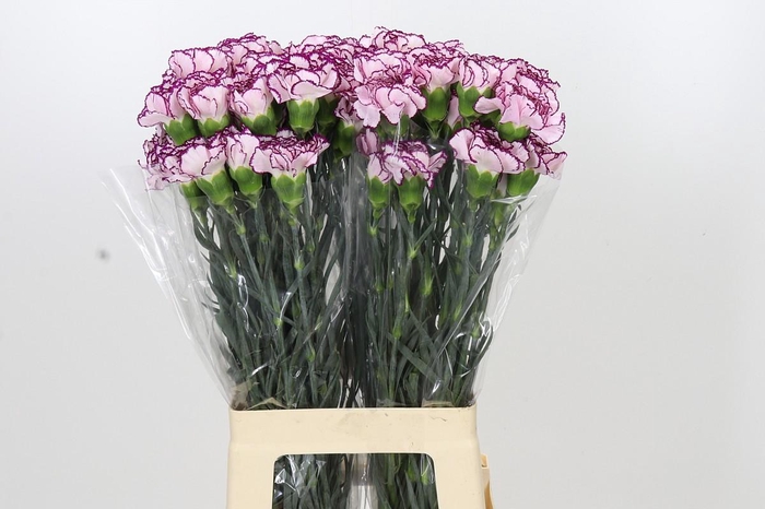 <h4>Dianthus St Damascus</h4>