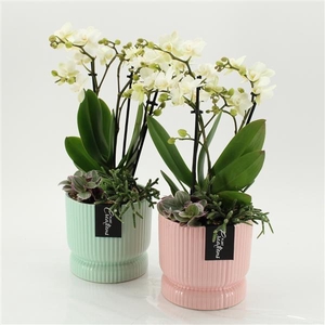 Arrangementen Phalaenopsis mt H%
