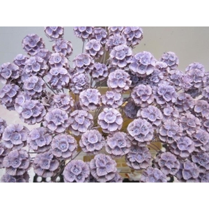 Scabiosa Milka (gedroogd)