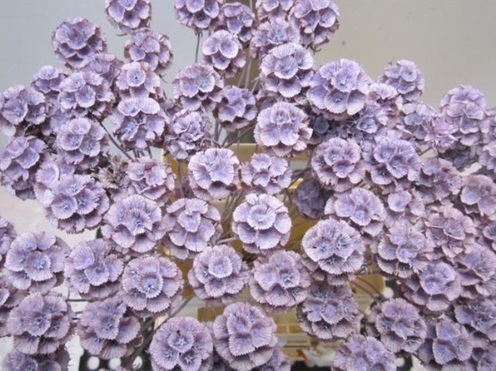 Scabiosa Milka (gedroogd)