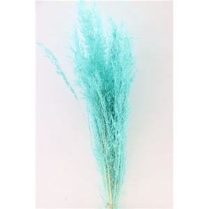 Dried Munni Grass Aqua Blue Bunch