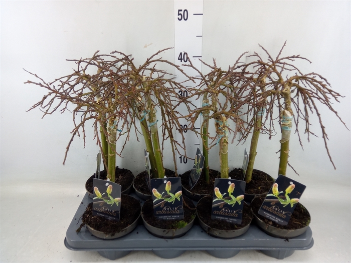 <h4>Salix arbuscula</h4>