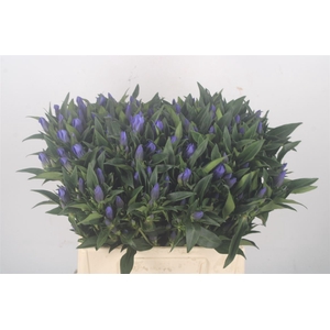 Gentiana Kagayaki Blue